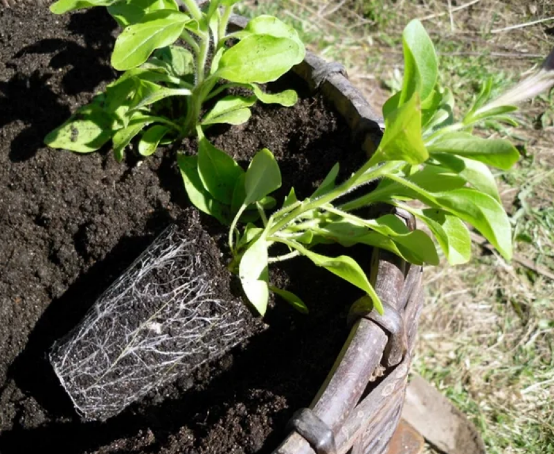 Рассада петунии: чем подкормить для быстрого роста и правильного развития растений