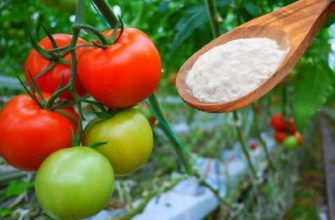 10 способов применения пищевой соды в саду и огороде