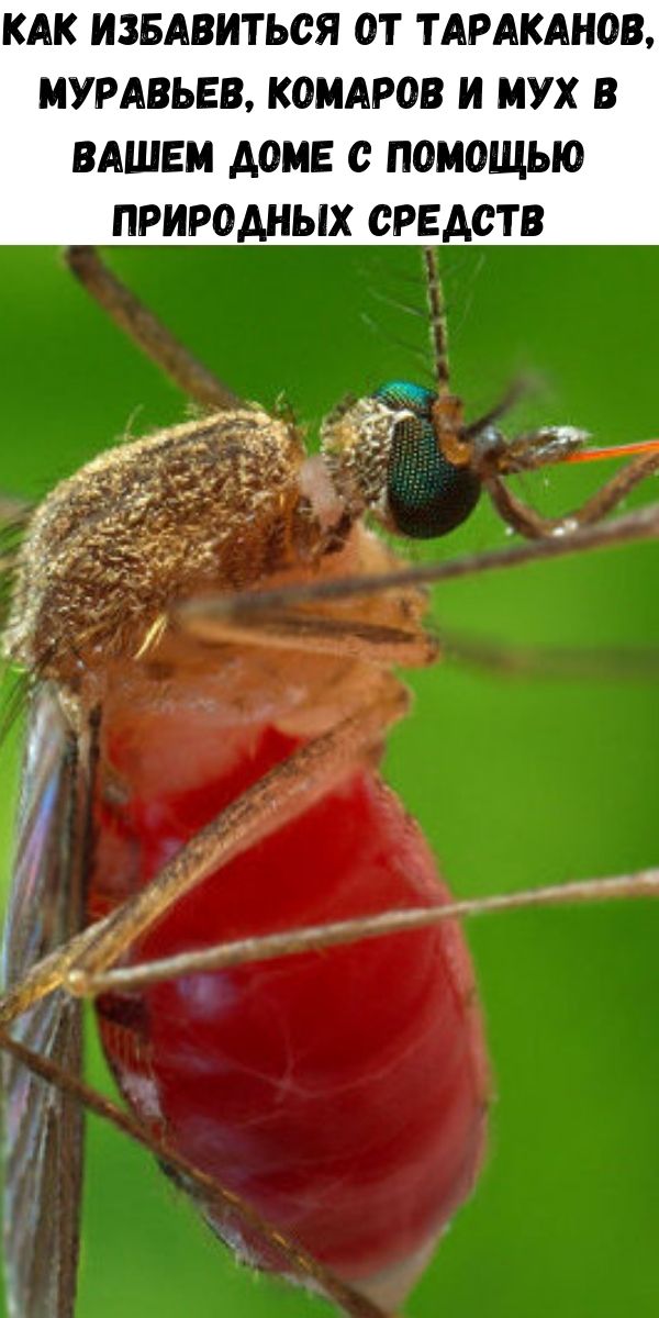 Как избавиться от тараканов, муравьев, комаров и мух в вашем доме с помощью природных средств