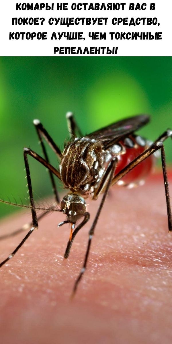 Комары не оставляют вас в покое? Существует средство, которое лучше, чем токсичные репелленты!