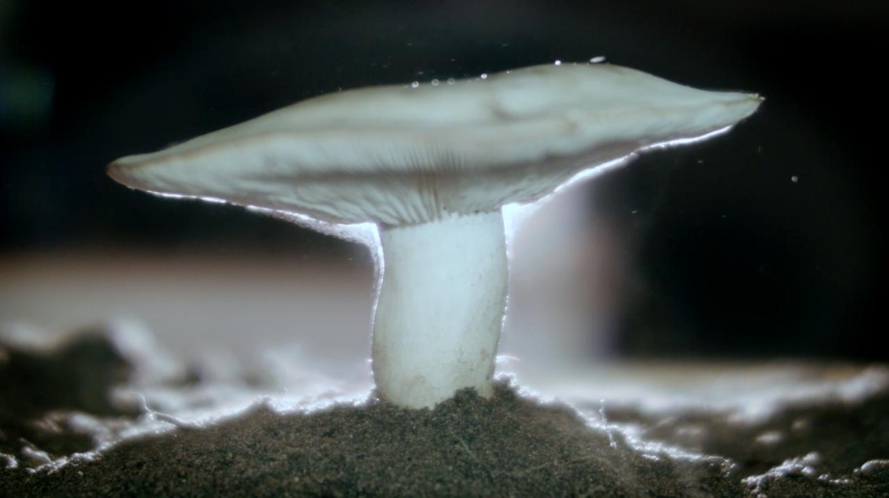 О чём думают грибы? Они ближе к животному миру, чем это кажется.